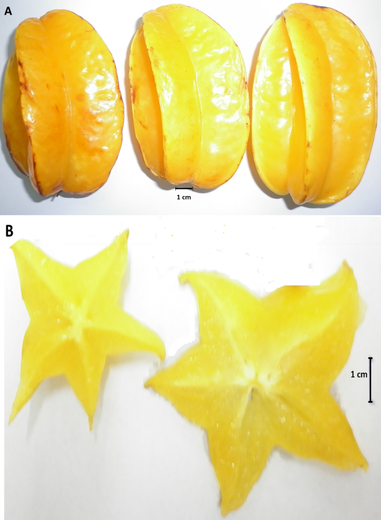 杨桃 (Averroa carambola L.) 的营养、药用和毒理学特性 3 图1